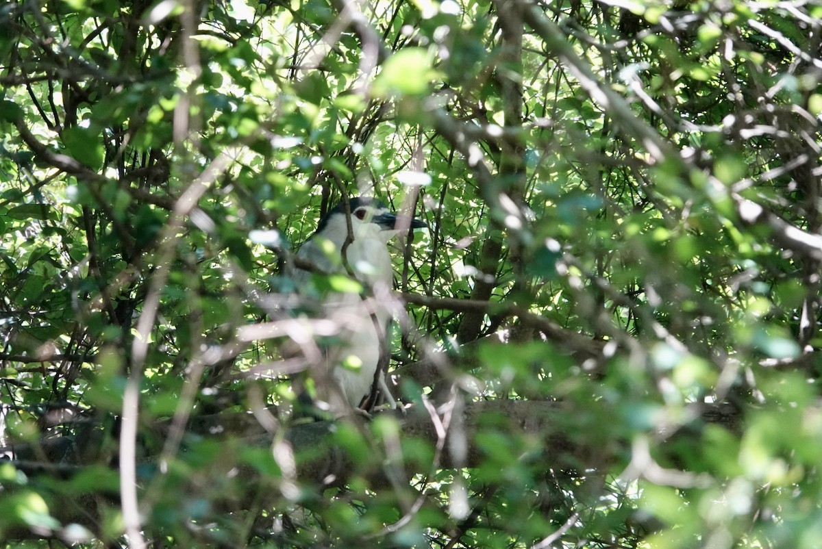 Black-crowned Night Heron - ML622121559