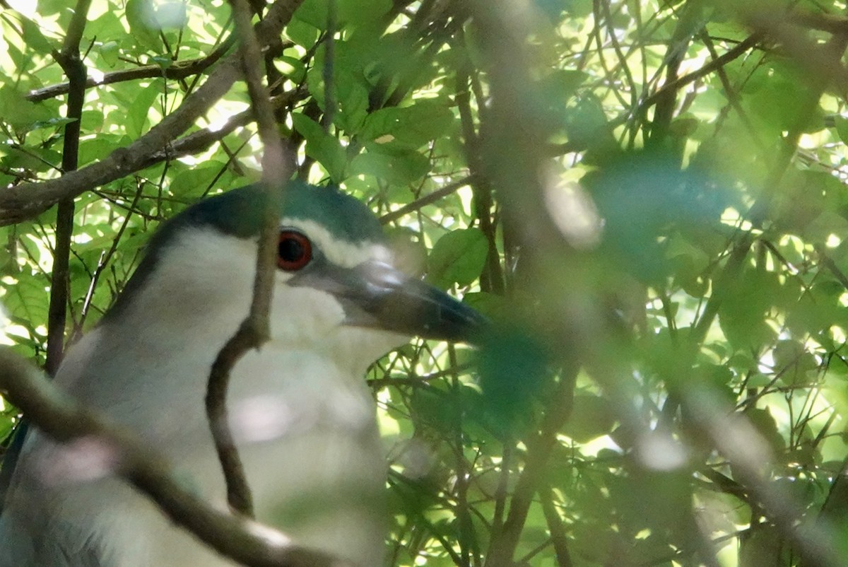 Black-crowned Night Heron - ML622121560