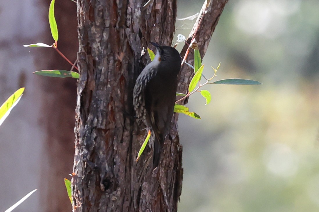 White-throated Treecreeper - ML622121561