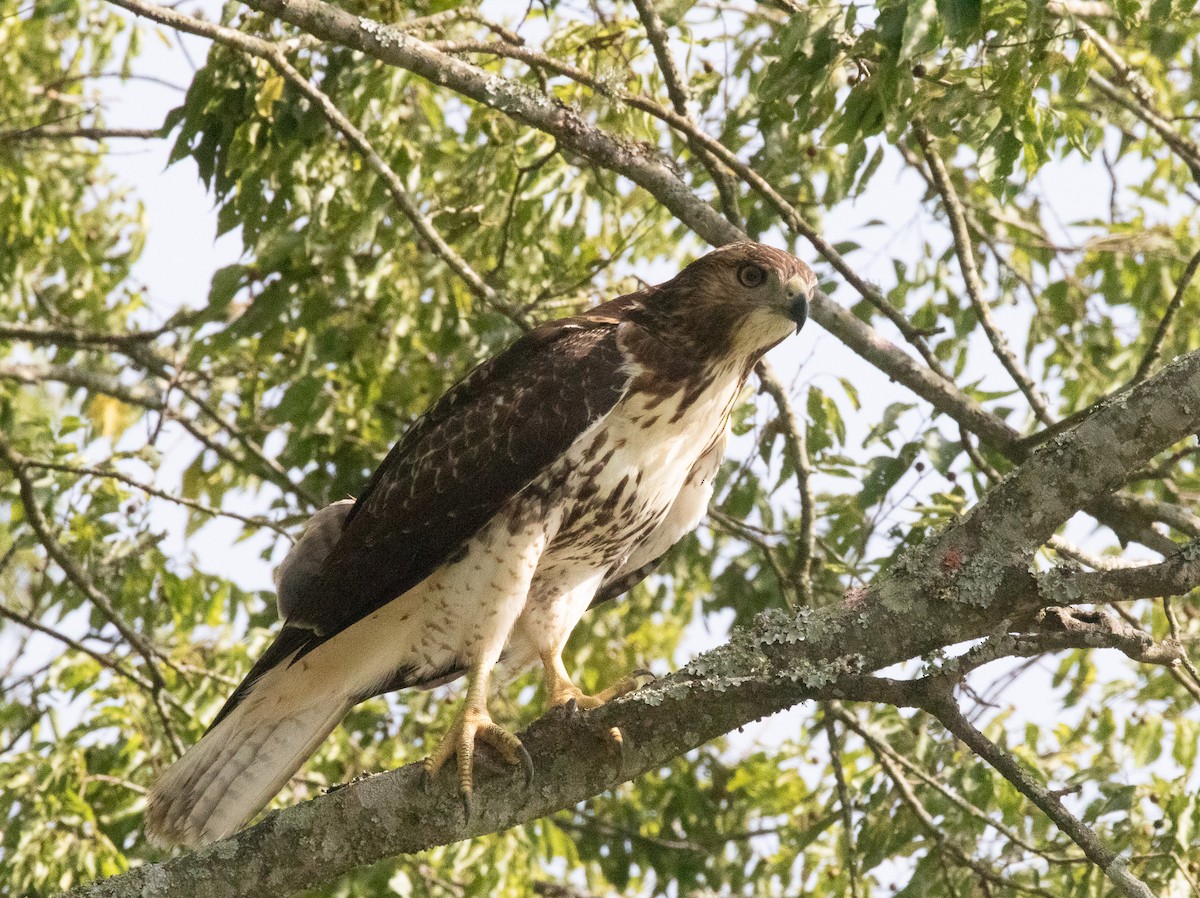 Red-tailed Hawk - ML622121611