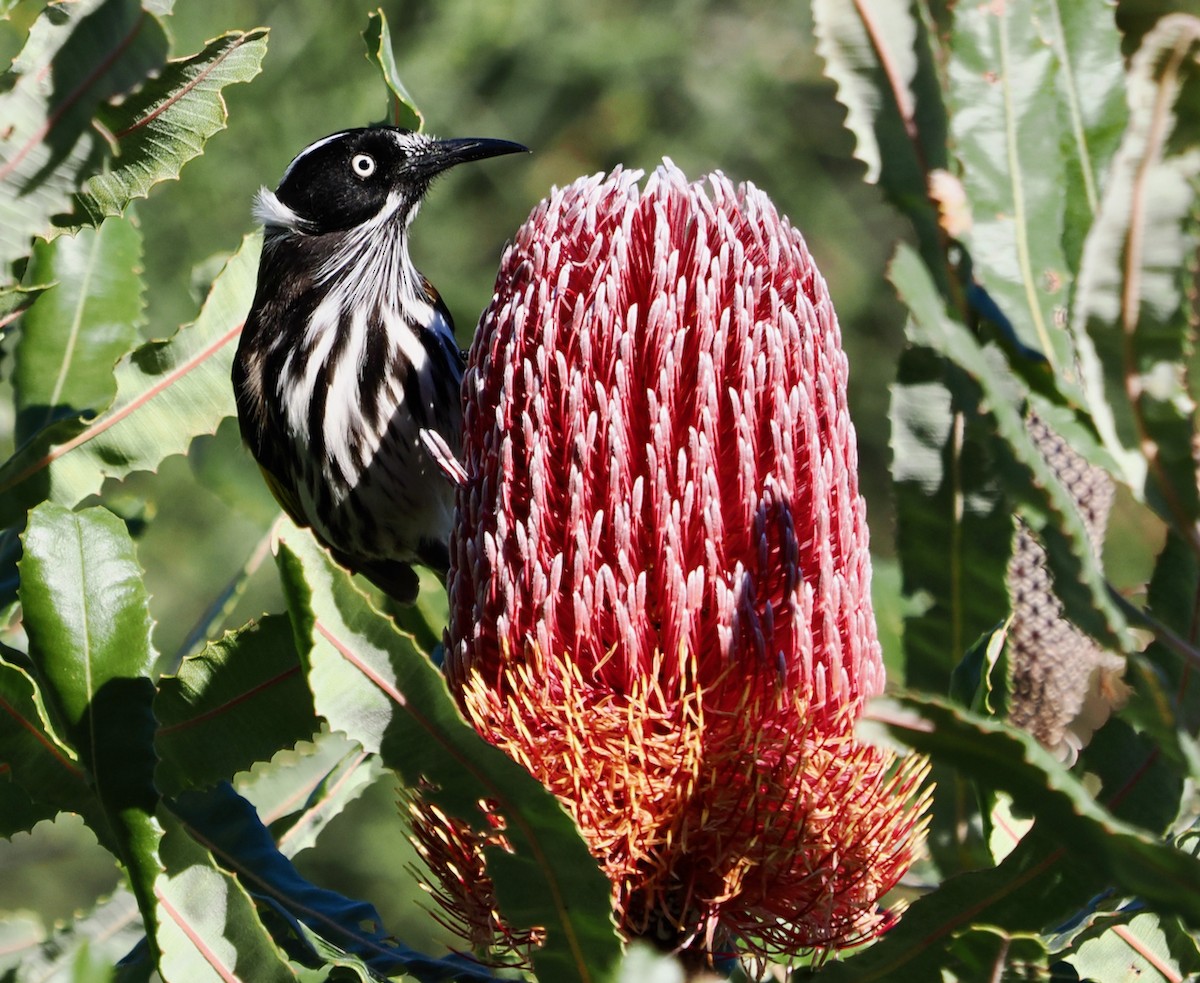 New Holland Honeyeater - Ken Glasson