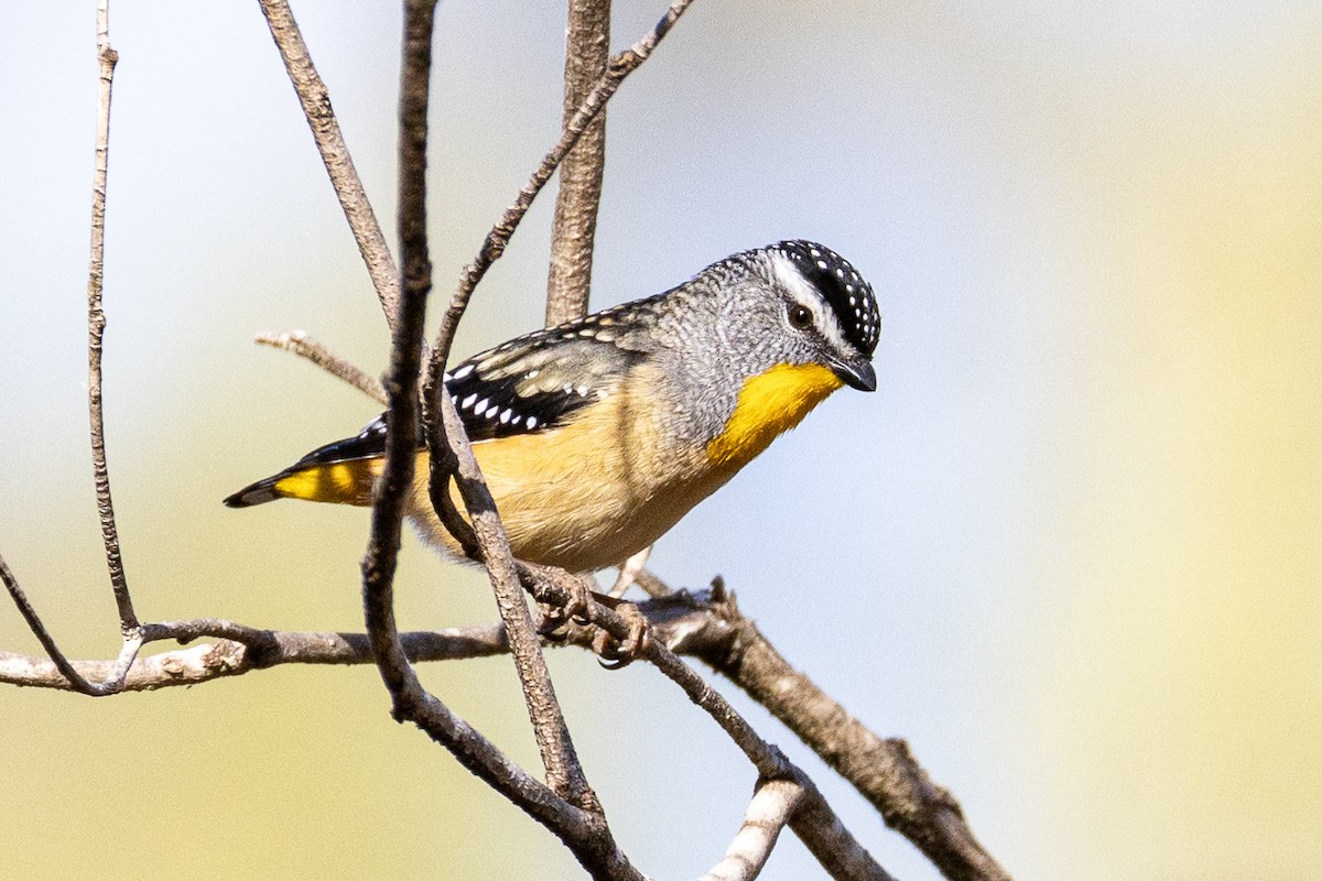 Pardalote pointillé - ML622121652