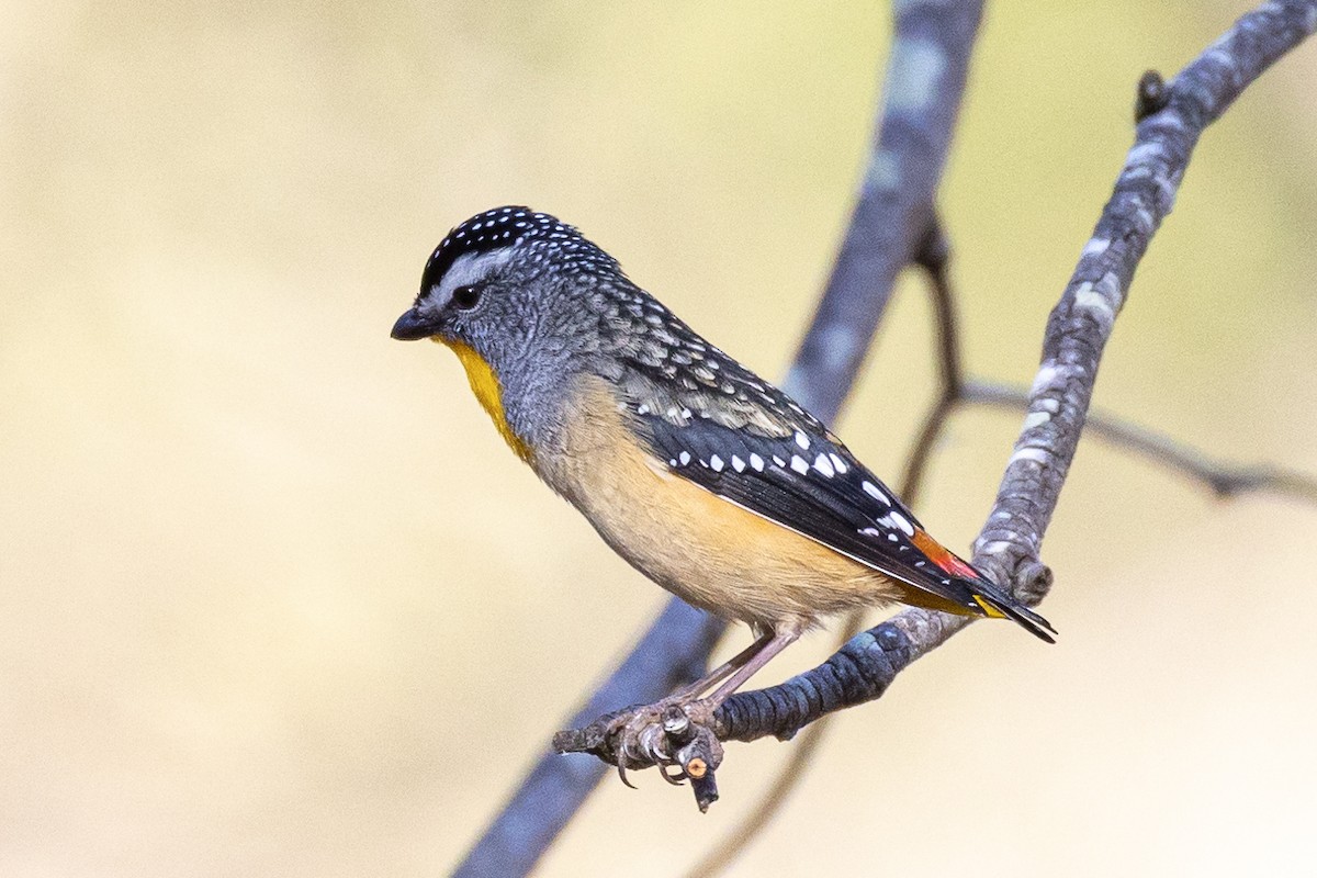 Pardalote pointillé - ML622121653