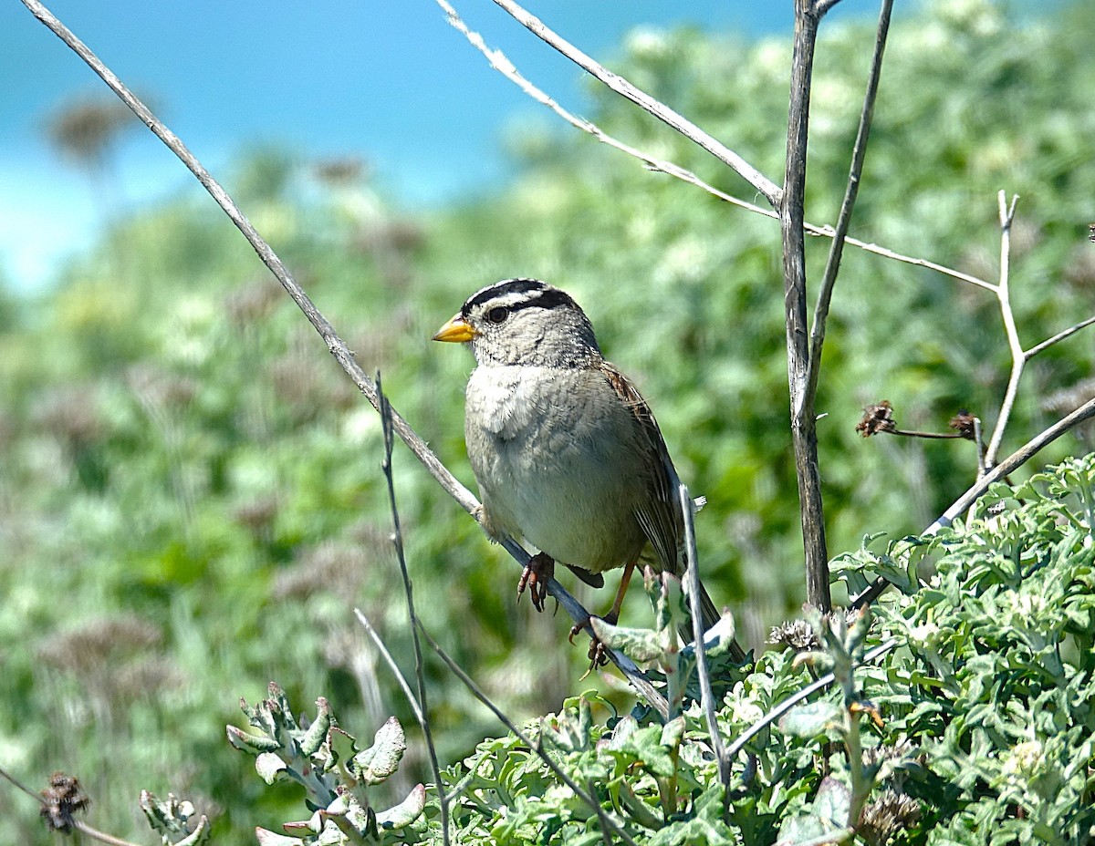 Bruant à couronne blanche - ML622121661