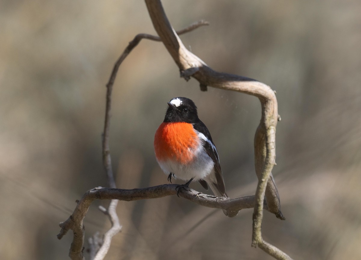 Scarlet Robin - ML622121669