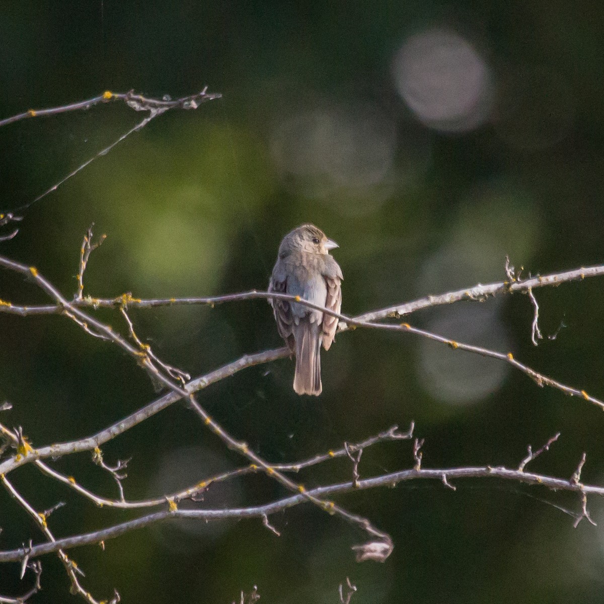 Passerin azuré - ML622121672