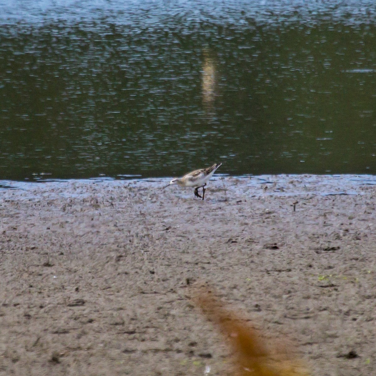 Phalarope de Wilson - ML622121674