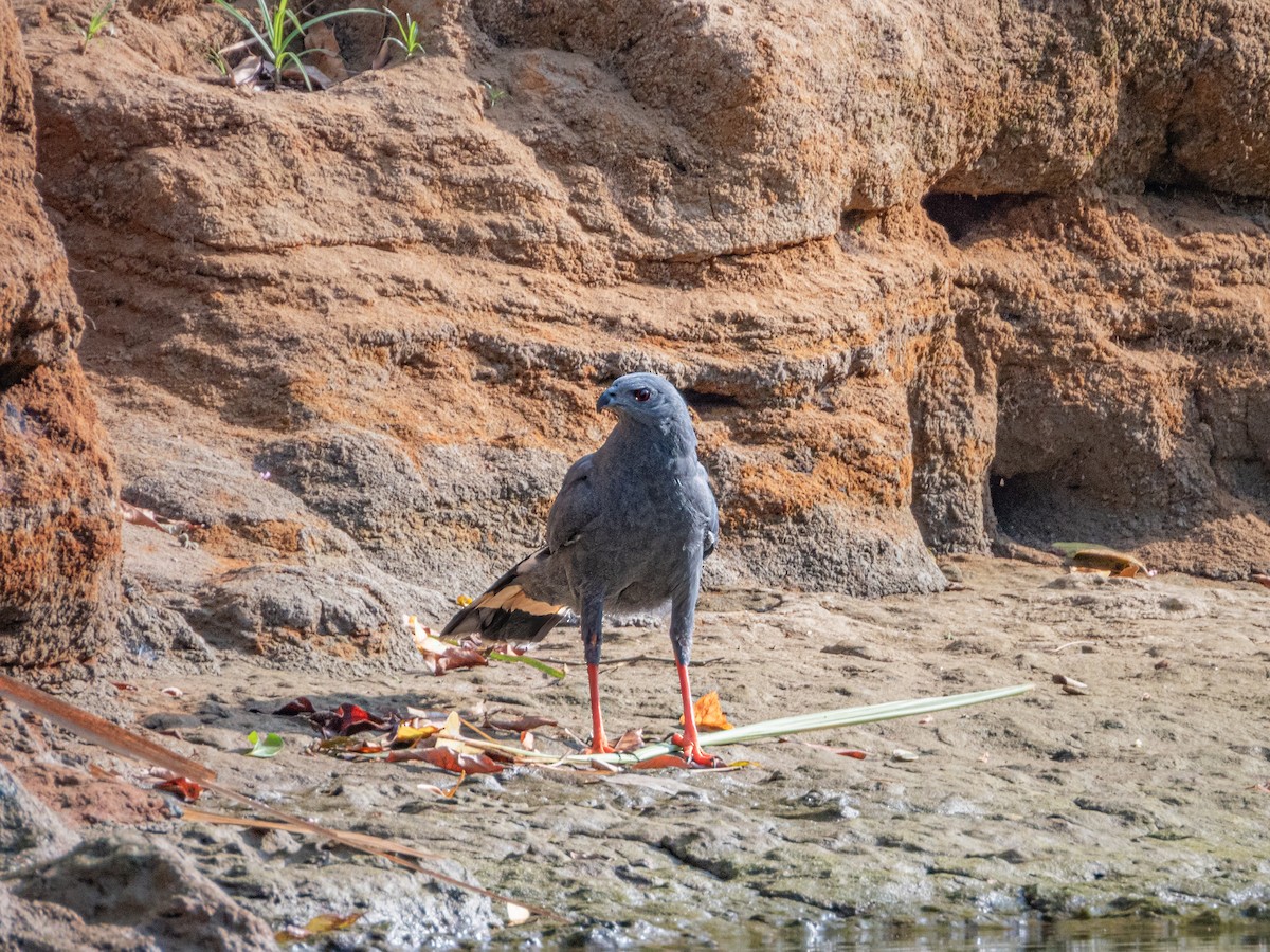 Crane Hawk (Blackish) - ML622121696