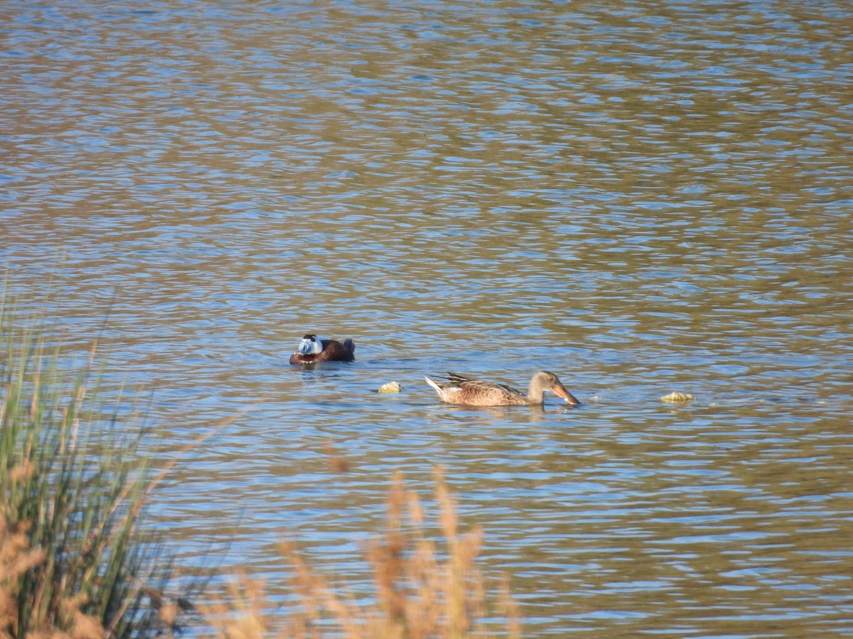 Northern Shoveler - ML622121702