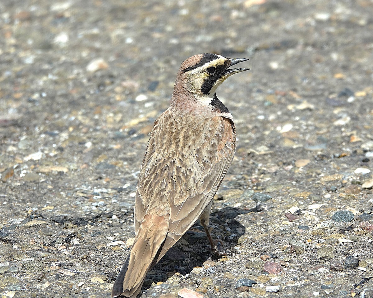 Horned Lark - ML622121705