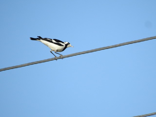 Magpie-lark - ML622121706