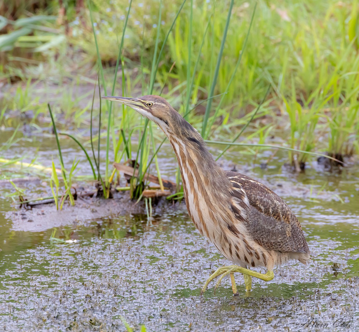 American Bittern - ML622121707