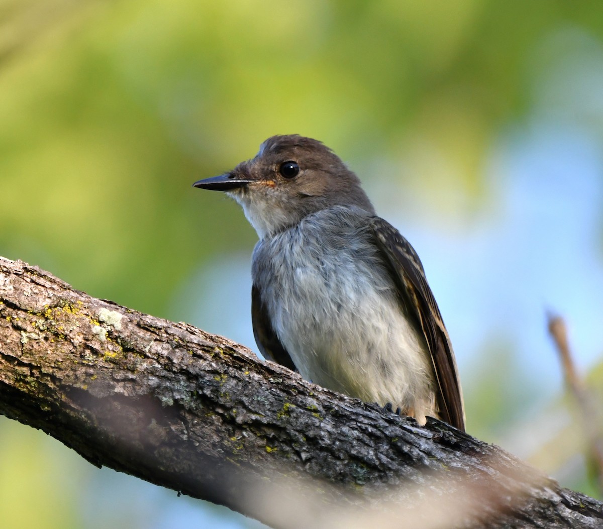 Eastern Phoebe - ML622121712