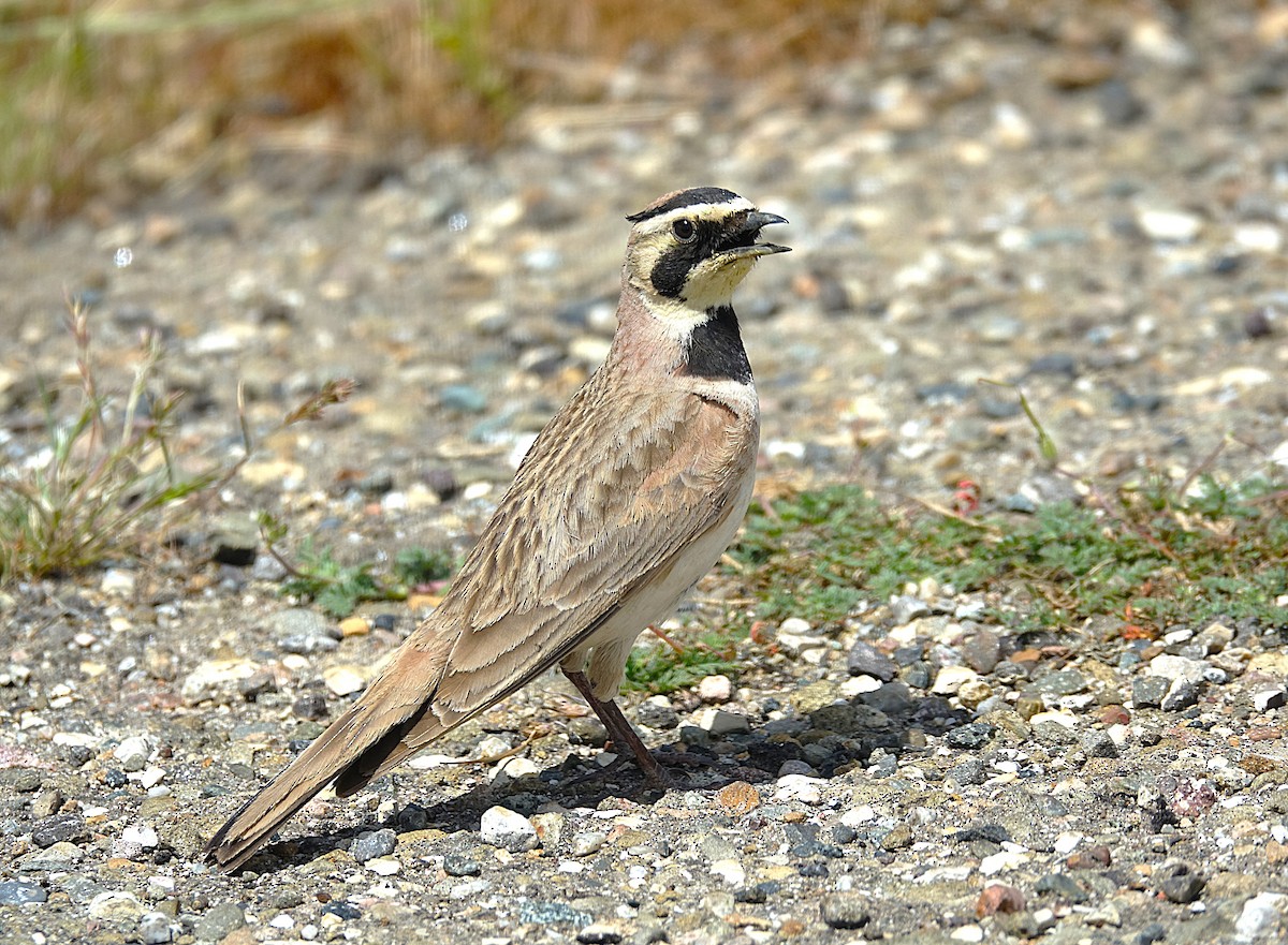 Horned Lark - ML622121714