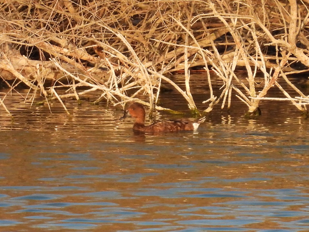 Ferruginous Duck - Adrian Reina Castillo