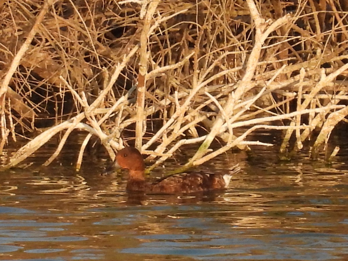 Ferruginous Duck - Adrian Reina Castillo