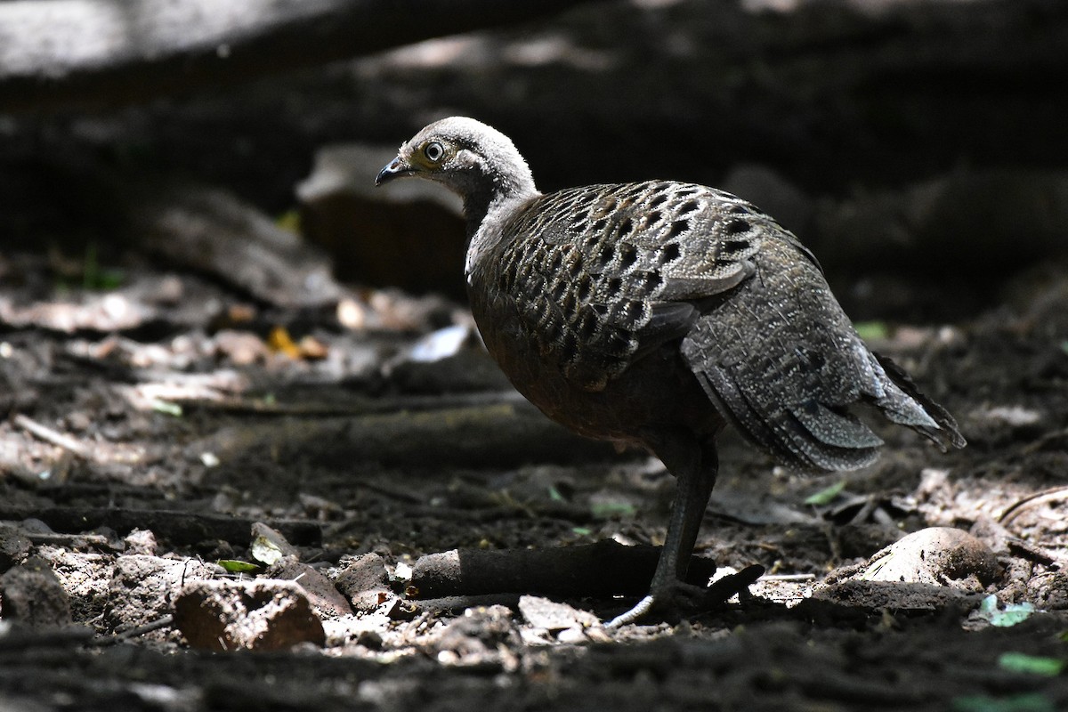 Gray Peacock-Pheasant - ML622121723