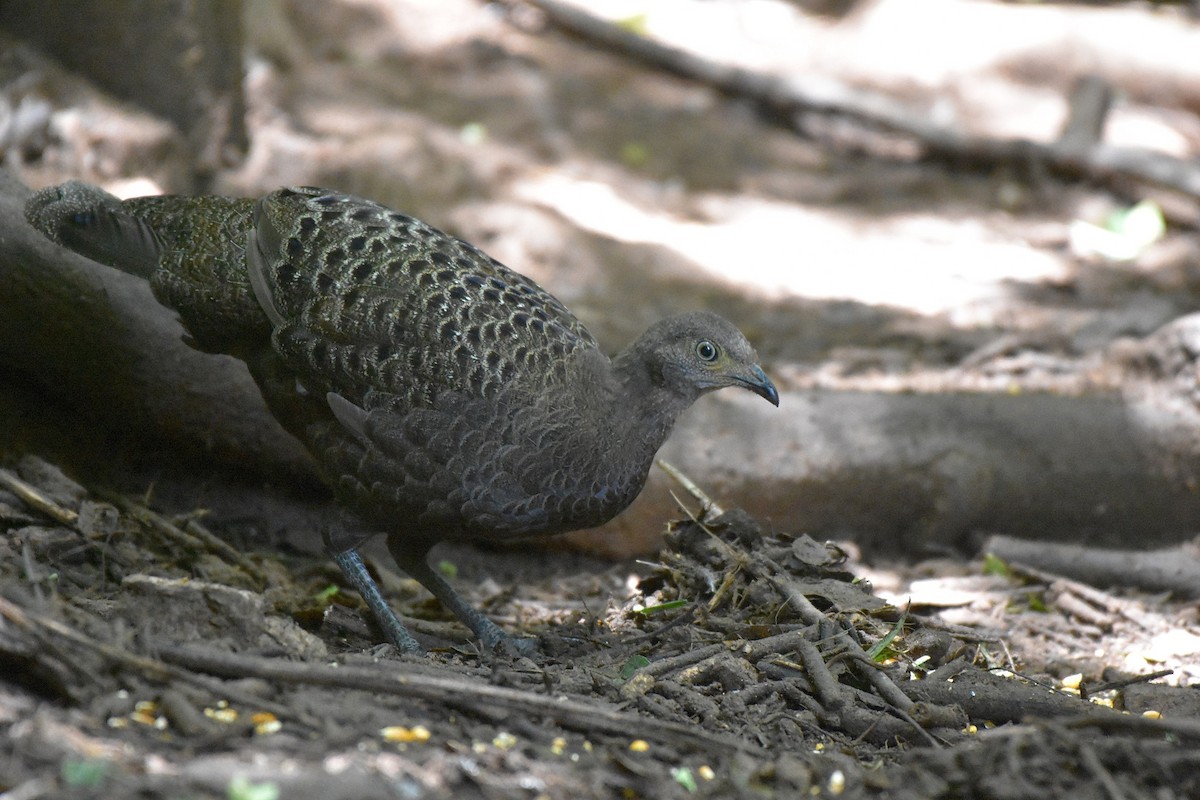 Gray Peacock-Pheasant - Siripat Nonthamat