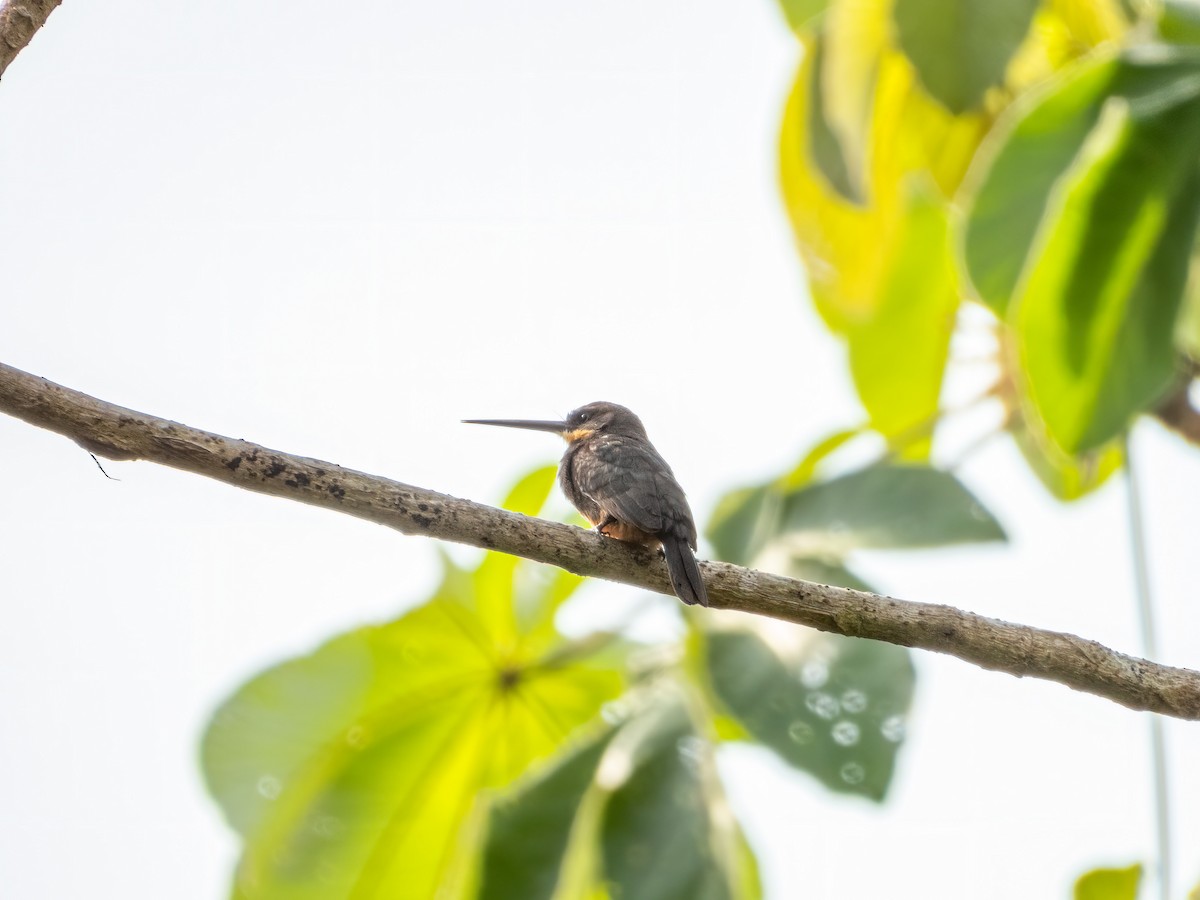 Dusky-backed Jacamar - ML622121725