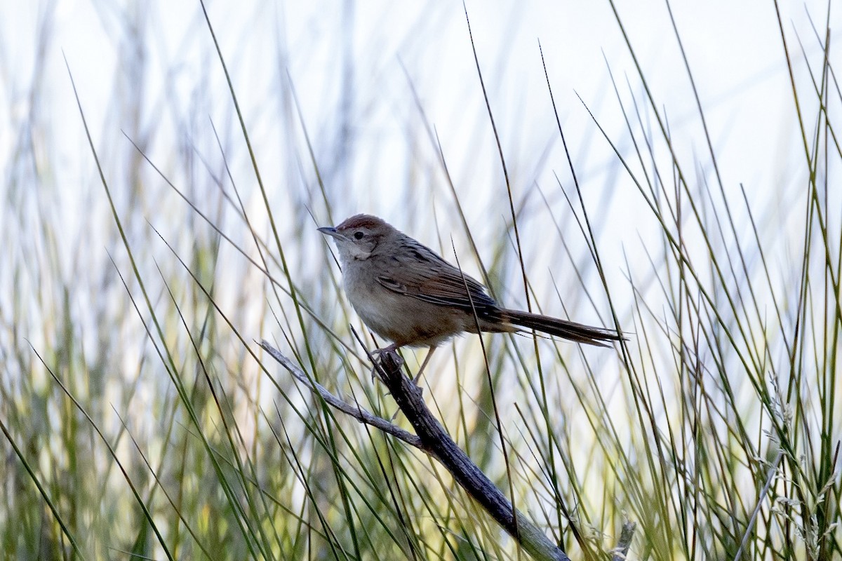 Tawny Grassbird - ML622121726