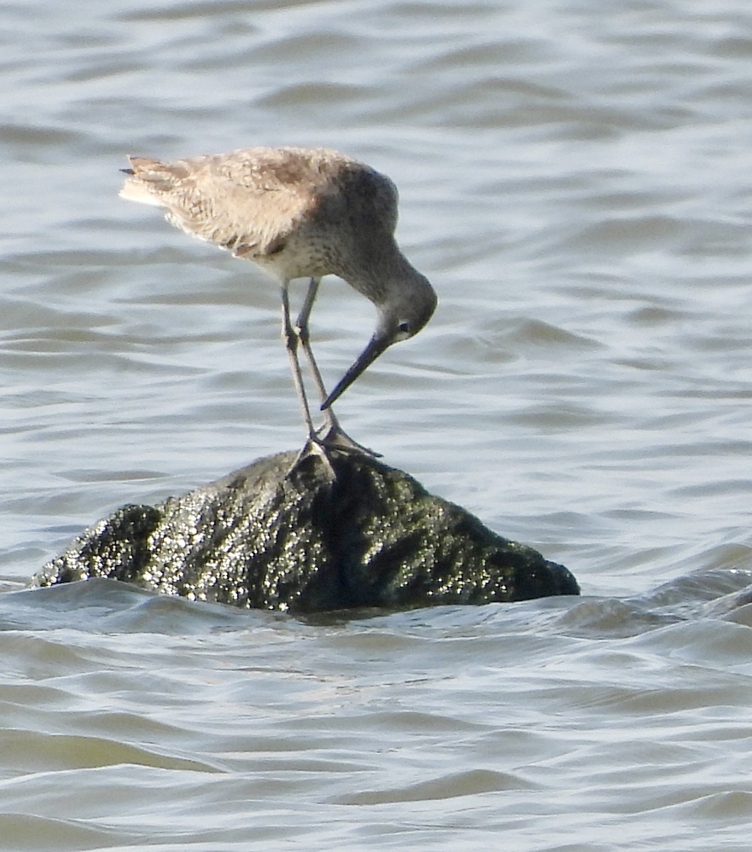 Willet - ML622121727