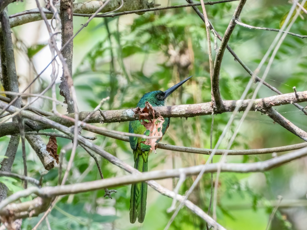 Jacamar à queue rousse (melanogenia) - ML622121730