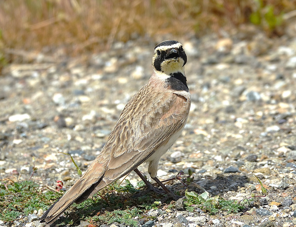 Horned Lark - ML622121731