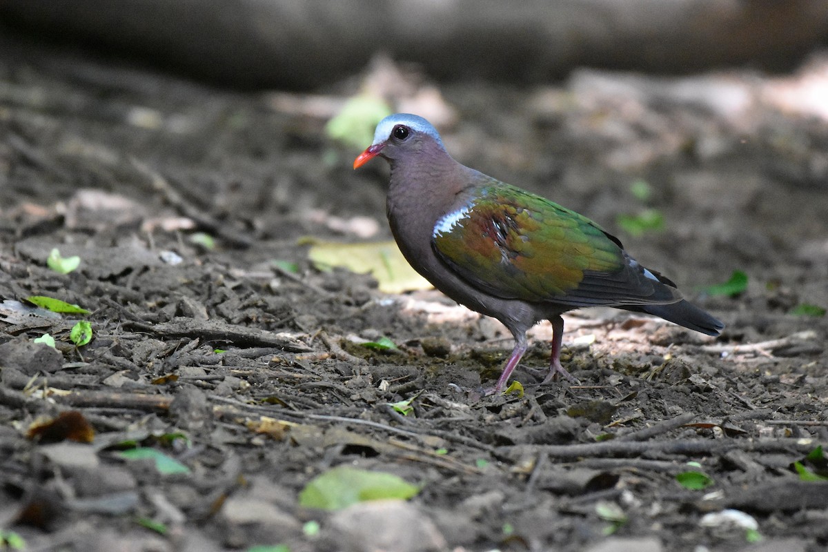 Asian Emerald Dove - ML622121732