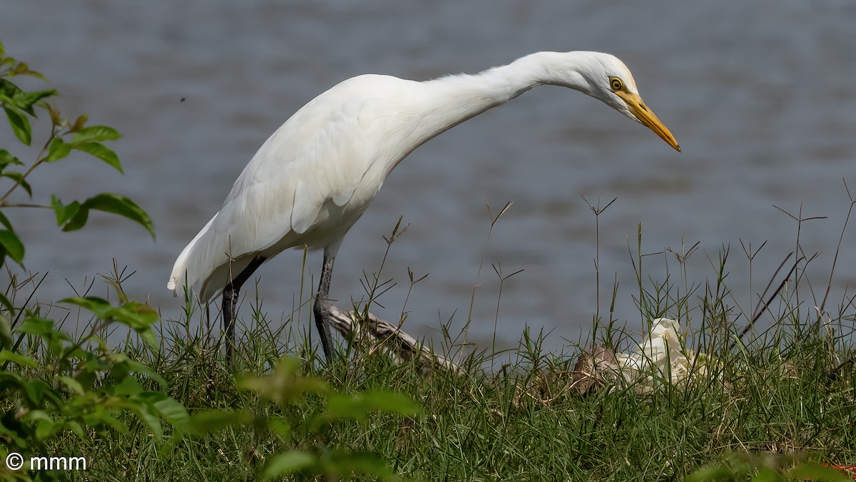 Eastern Cattle Egret - ML622121733