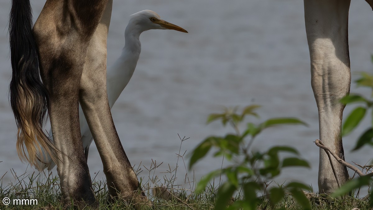 Eastern Cattle Egret - ML622121734