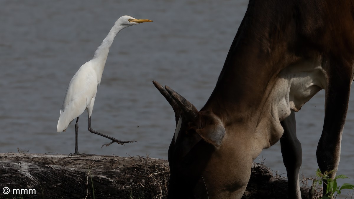 Eastern Cattle Egret - ML622121735