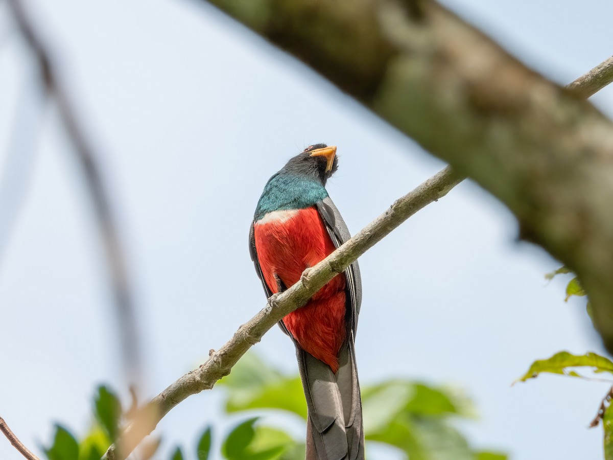 Black-tailed Trogon (Large-tailed) - ML622121739