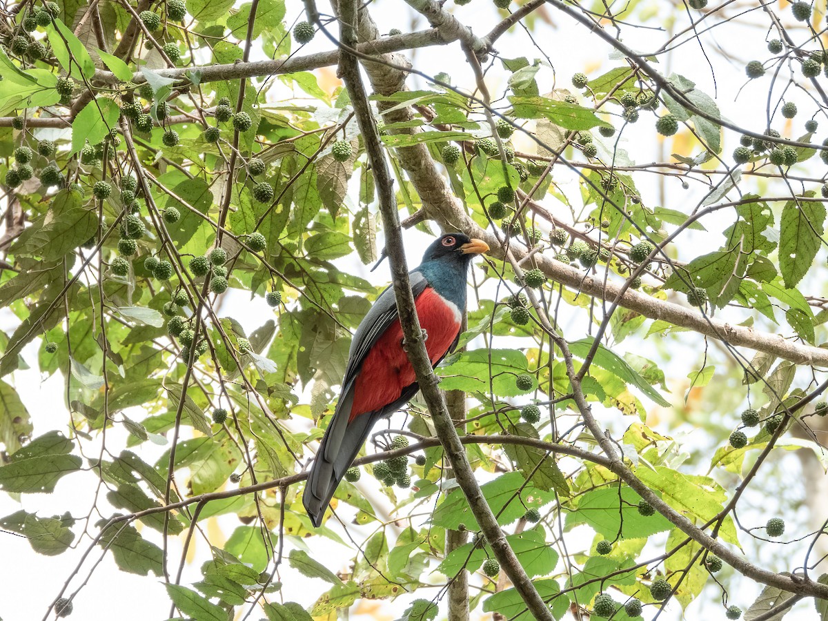 Black-tailed Trogon (Large-tailed) - ML622121740