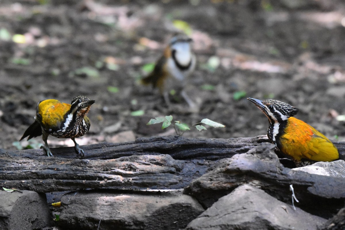 Common Flameback - ML622121741