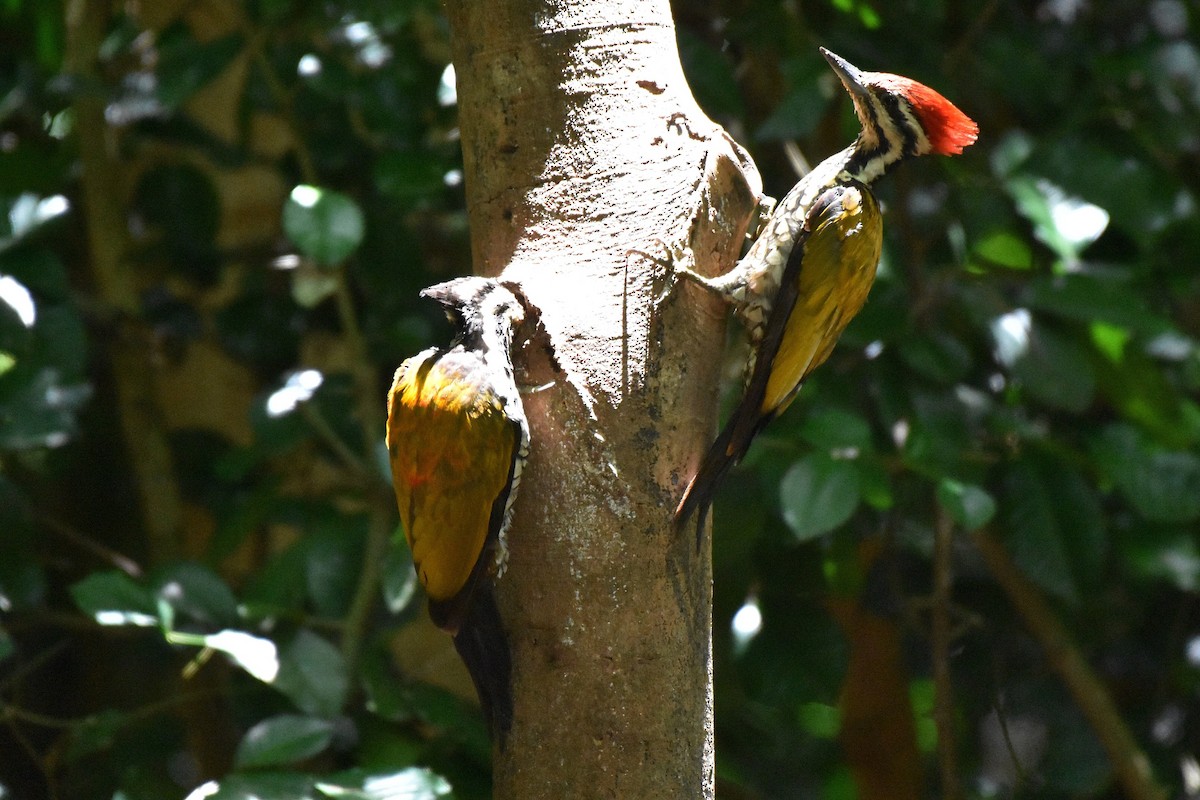 Common Flameback - ML622121742