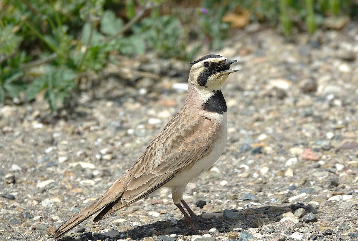 Horned Lark - ML622121743