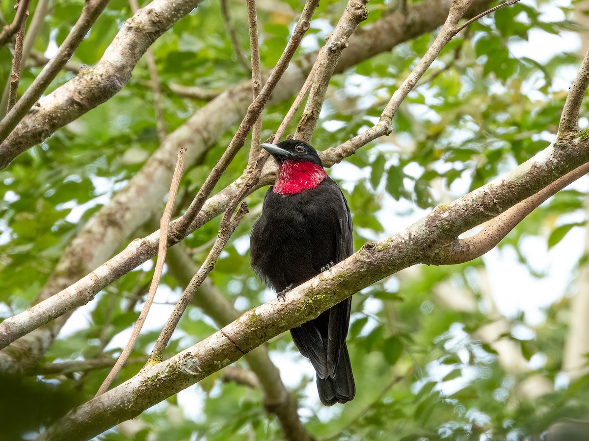 Purple-throated Fruitcrow - Jason Alexander