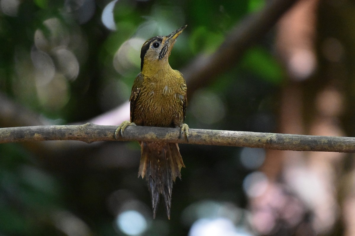 Streak-breasted Woodpecker - ML622121747