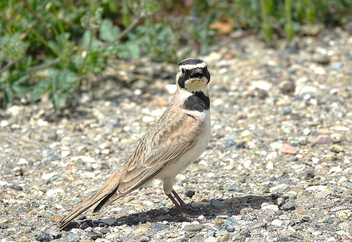 Horned Lark - ML622121749