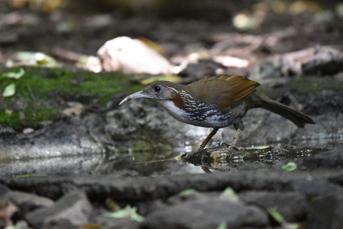 Large Scimitar-Babbler - ML622121754