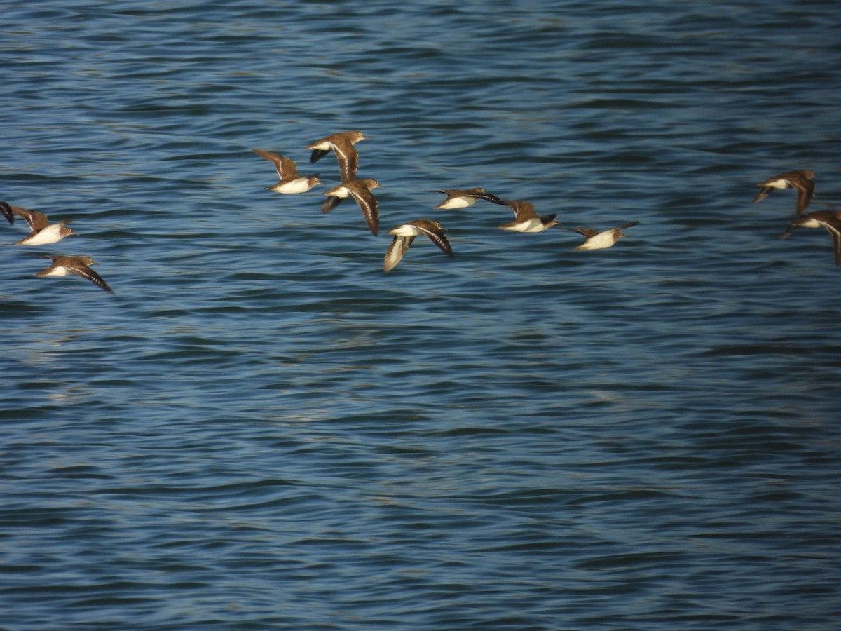 Green Sandpiper - ML622121759