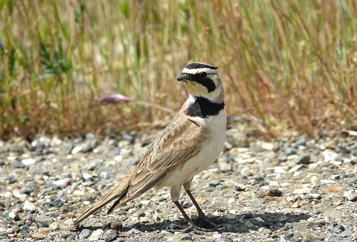 Horned Lark - ML622121760