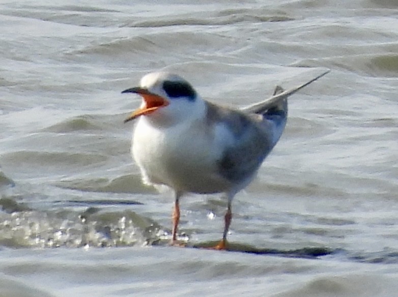 Forster's Tern - ML622121791