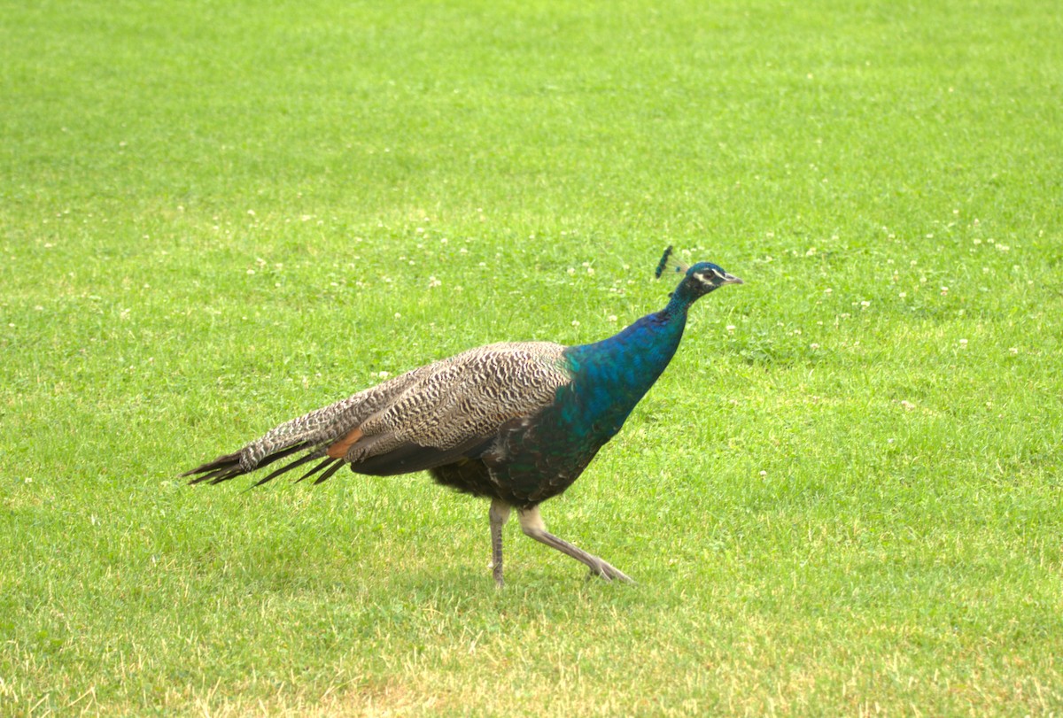 Indian Peafowl - ML622121798