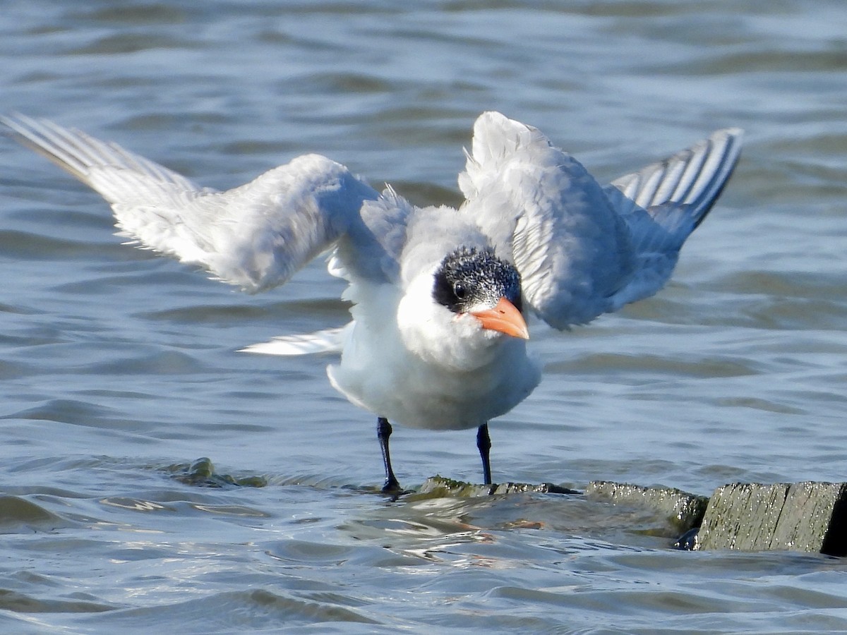 Caspian Tern - ML622121800