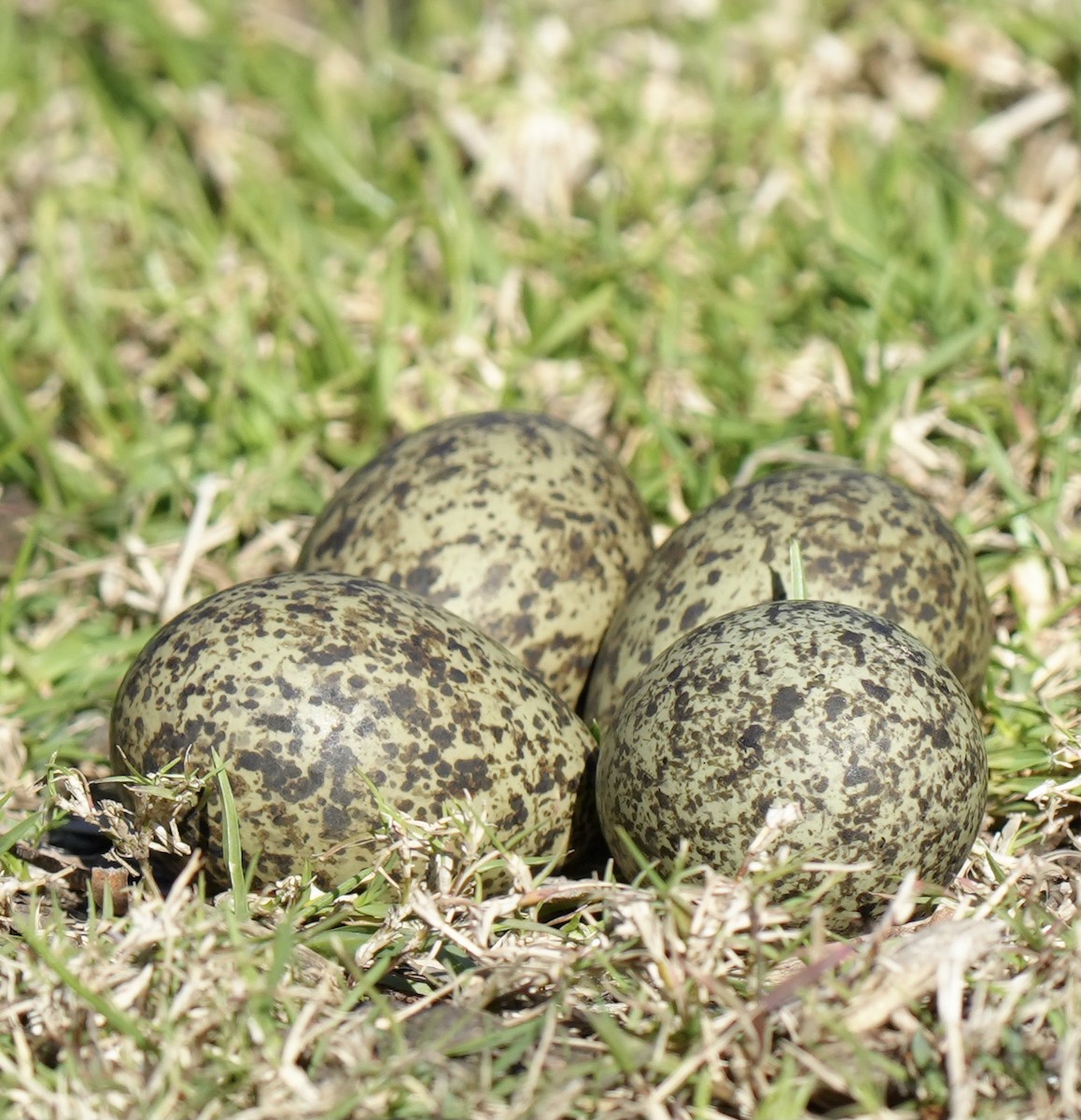 Masked Lapwing (Black-shouldered) - ML622121812