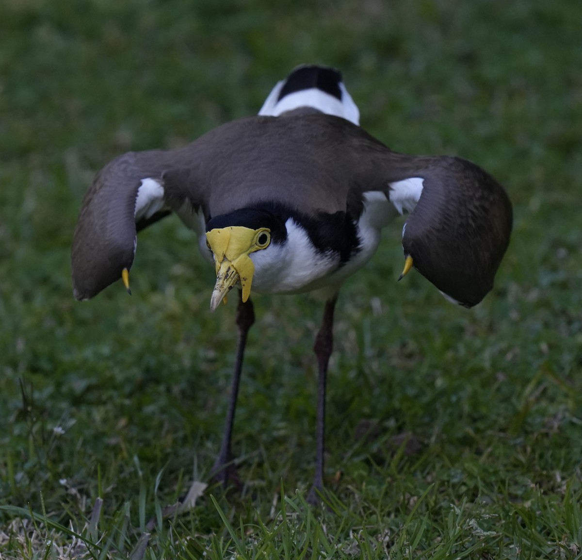 Masked Lapwing (Black-shouldered) - ML622121813