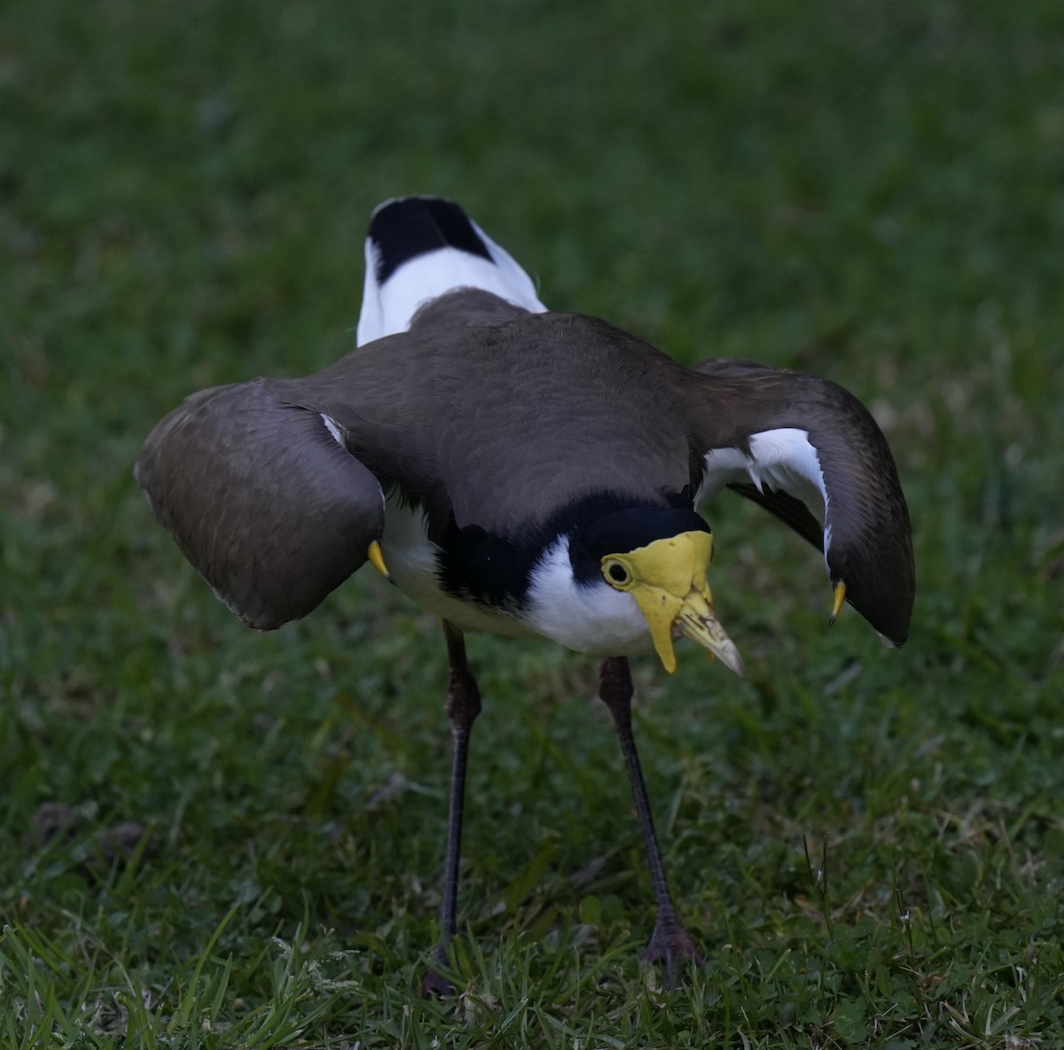 Masked Lapwing (Black-shouldered) - ML622121814