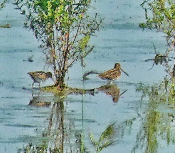 Common Snipe - Daniele Prunotto