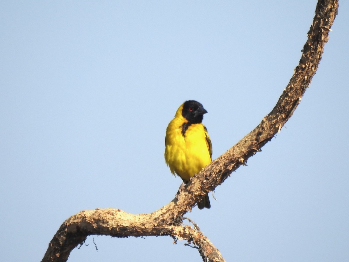 Village Weaver - ML622121818